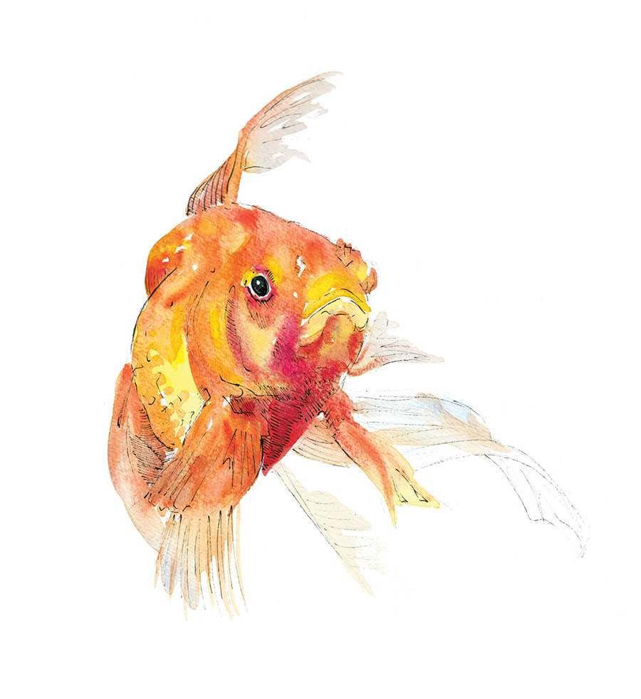 goldfish